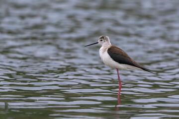 Black Winged Stilt in Shallow Water (Himantopus himantopus)