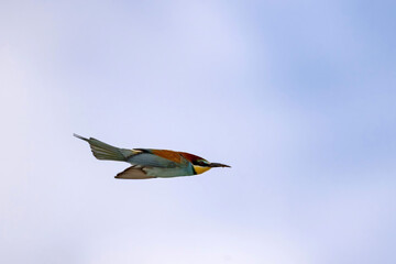 European bee-eater (Merops apiaster) in flight