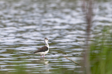 Black Winged Stilt in Shallow Water (Himantopus himantopus)