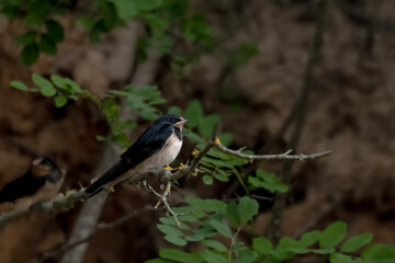A swallow, Hirundo rustica, is perched on a branch