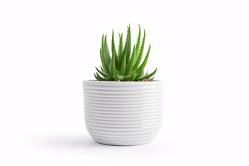 A potted cactus or succulent stands alone on a white background, seen from the front.