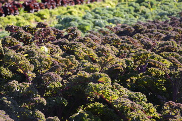 Different varieties of kale and other vegetables growing in the sunshine. 