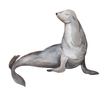 Watercolor illustration of seal isolated on white background. Hand painted realistic arctic animal. Marine mammal for poster, children's room decor and cards
