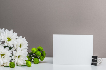 White chrysanthemums, daisies and blank card on a gray background. Greeting card, invitation.