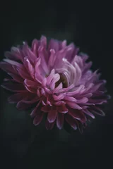 Foto op Canvas pink dahlia flower © Iryna
