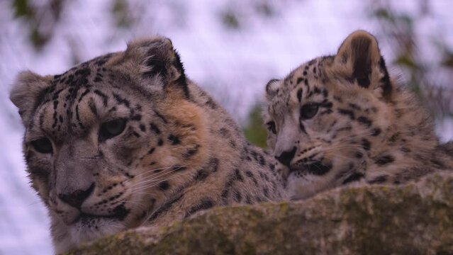 Close view of female and baby snow leopards resting together