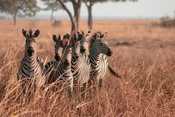 Fotobehang Herd of zebras in a national park © Wirestock
