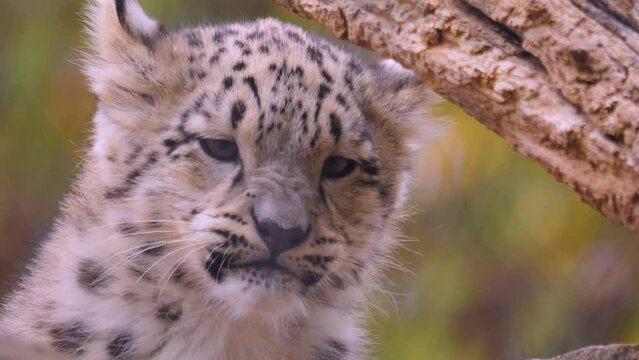 Close view of baby snow leopards head and eyes looking around.