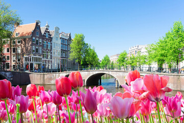 historical houses of Amsterdam over canal ring landmark in old european citye, Holand Netherlands. Amsterdam spring scenery with tulips - obrazy, fototapety, plakaty