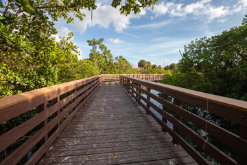 Fototapeta na wymiar Boardwalk through the mangroves at a tropical park