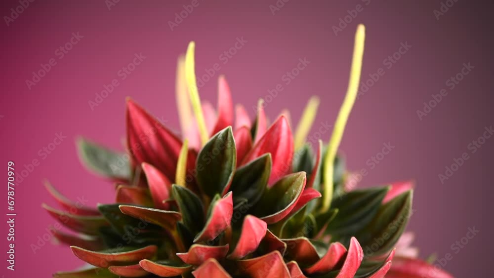 Poster Peperomia Caperata Rosso plant rotating over colorful pink background. Growing plant in a pot close up. Beautiful houseplant, macro shot