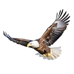 Obraz premium Bald eagle in flight on white background