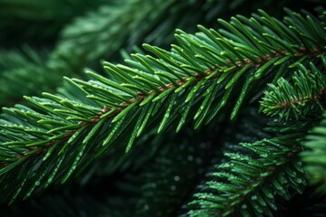 A Detailed Macro Shot of Fresh Green Needles on a Christmas Tree