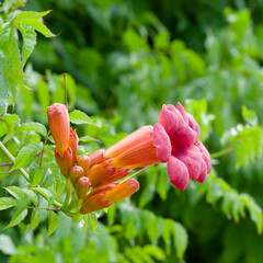 (Campsis radicans) Trumpet vine. Reddish-orange trumpet-shaped flowers with a yellowish throat and...