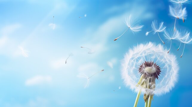 Captivating dandelion seeds float through the sky.