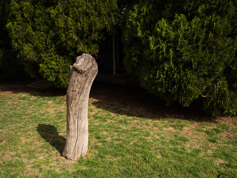 A tree stump and bushes in a yard near Pep, New Mexico