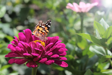 Butterfly pollinating zinnia elegans known as youth and age red pink zinnias in the garden flowers blooming green leaves tea