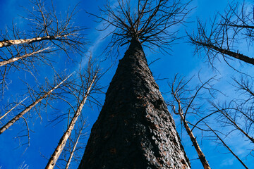 Looking skyward ad a large burnt tree in the Valles Caldera National Preserve, New Mexico
