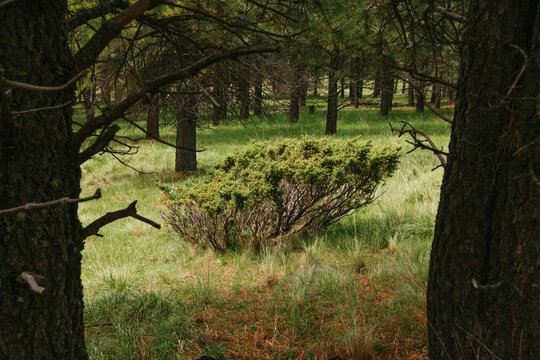 A lone bush in a stand of trees in the Valles Caldera National Preserve, New Mexico