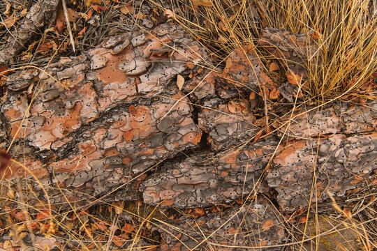 Pine bark with tiny insect holes rests among grasses in the desert near Mills Canyon, Kiowa National Grassland, New Mexico