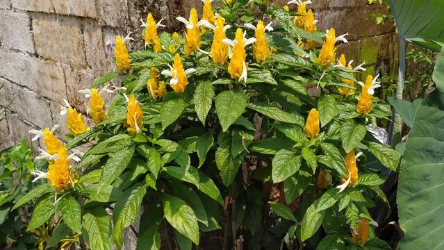 beautiful green white yellow Pachystachys lutea flowers in the garden with morning sunlight