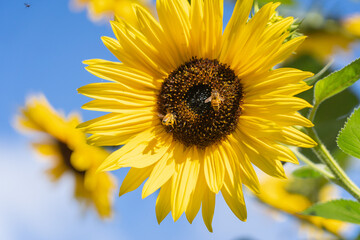Beautiful sunflowers with bees in the garden, blue sky background