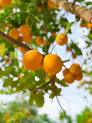Juicy oranges on the tree in Morocco - 678781334