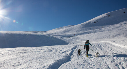Fototapeta na wymiar sportif en train d'escalader une montagne à pieds avec ses chiens dans la neige en hiver