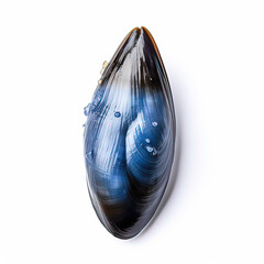 Blue Mussel Mytilus edulis
