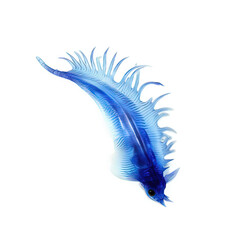 Blue Sea Slug Glaucus atlanticu