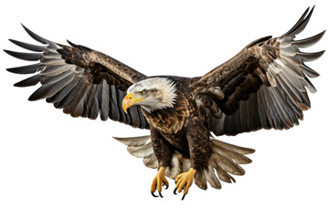 Bald eagle in flight on transparent background