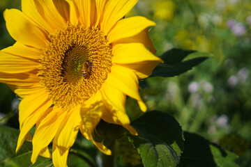 Cose-up of a single sunflower in full bloom with a bee surrounded by green leaves in the autumn season