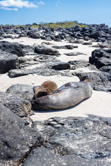 Mother and baby Sealion, Galapagos