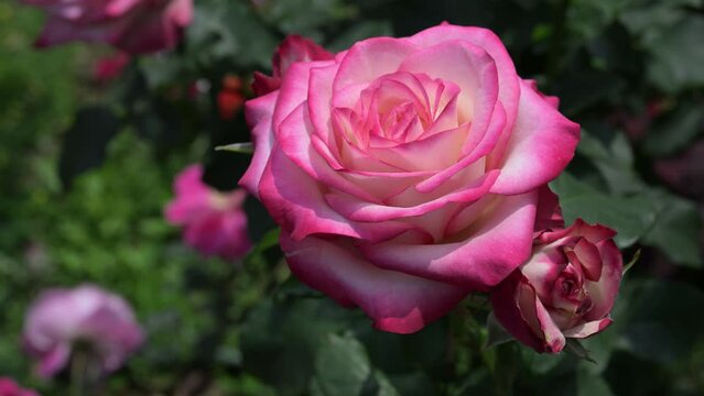 Beautiful rose in the park.