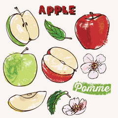 Apple fruit and blossoms crayon vector illustration. Line art and fill color in an expressive coloring book style