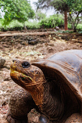 Tortise walking in Galapagos breeding center