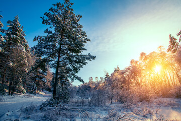 Majestic winter landscape. Frosty pine tree under sunlight at sunset. christmas holiday concept,...