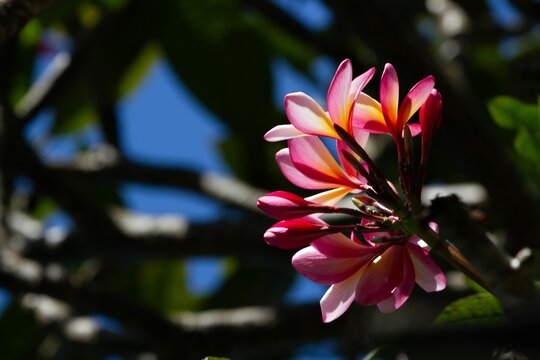 Closeup of Red frangipani flower with pink and yellow leaves -beautiful floral wallpaper