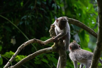Two baby monkeys climbing the green tree in the jungle