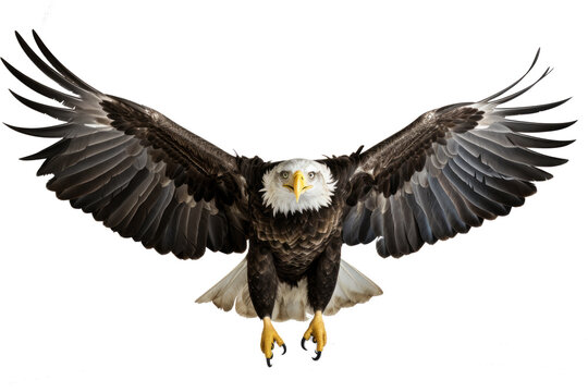 Bald eagle in flight on transparent background