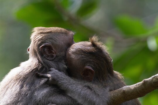 Beautiful couple of monkeys hugging each other on a blurred background