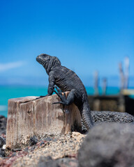 Young Iguana on wooden stump, Galapagos