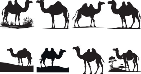 Camels Silhouettes On A White Background Vector Illustration
