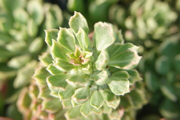 Fototapeta na wymiar Blurred background of a succulent plant, selective focus, soft focus