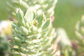 Blurred background of a succulent plant, selective focus, soft focus