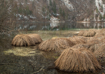 Reed on the shore of a lake in winter