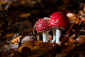 Group of fungi in a autumn season forest in Iserlohn Sauerland Germany. Macro close up in brown...