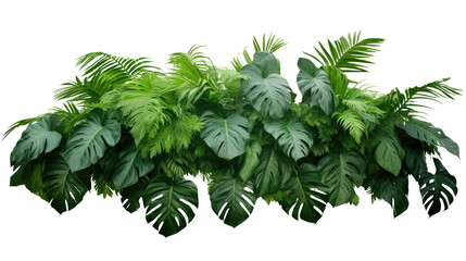 Green leaves of tropical plants bush (Monstera, palm, fern, rubber plant, pine, birds nest fern) floral arrangement isolated on transparent background . PNG, cutout, or clipping path.	 - obrazy, fototapety, plakaty