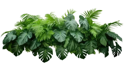 Foto op Plexiglas Green leaves of tropical plants bush (Monstera, palm, fern, rubber plant, pine, birds nest fern) floral arrangement isolated on transparent background . PNG, cutout, or clipping path.  © Transparent png