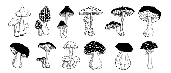 A set of doodle sketches of forest grebes, fly agaric. Ornamental plants. Vector graphics.	